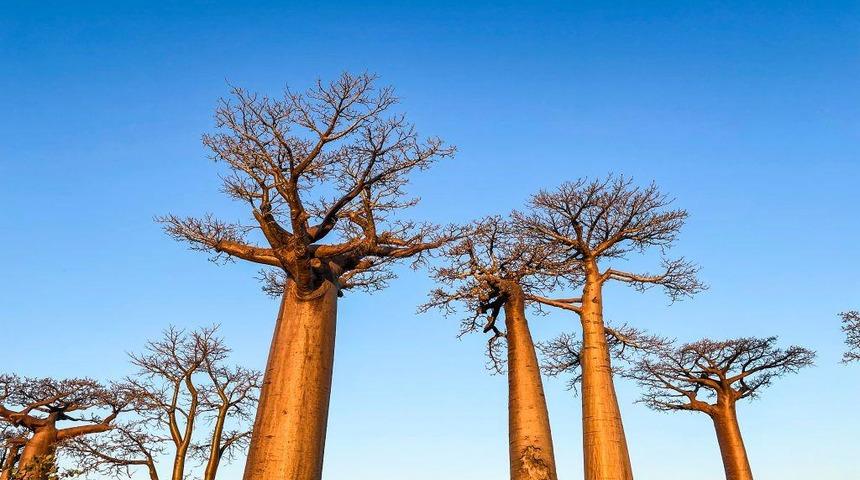 Bilim insanları antik 'hayat ağacı'nın gizemini çözdü