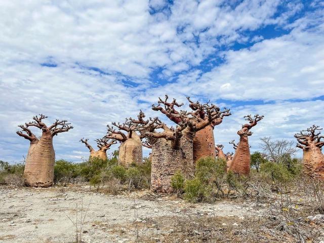 Baobab'lar yok olma tehlikesiyle karşı karşıya