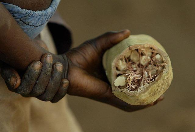 Baobab ağacının meyvesi