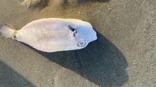 Deniz kenarında bir anda karşısına çıktı! Sosyal medyadan paylaşınca kimse ne olduğunu anlamayamadı... Üzerinde zırhı var