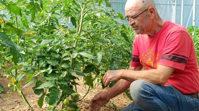 Emekli oldu, kamu desteği almadan kendi serasını kurdu, şimdi eleman bulamıyor: Dışarıda 25 lira bende 10 lira