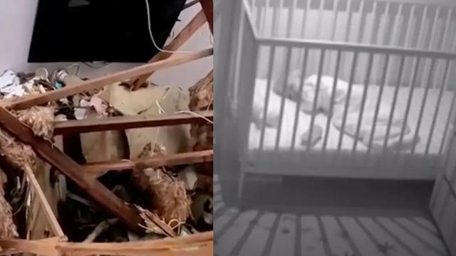 9 aylık bebeğin ölümle burun buruna geldiği korkunç anlar! Ağaç devrilerek karyolasının üzerine düştü.... Saniye saniye bebek monitörüne yansıdı