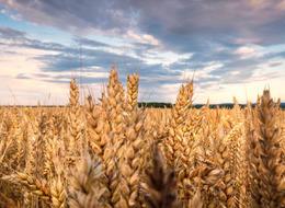 Türkiye'de buğday arzında sıkıntı beklenmiyor: "İyi stokla sezona giriliyor"