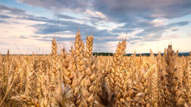 Türkiye'de buğday arzında sıkıntı beklenmiyor