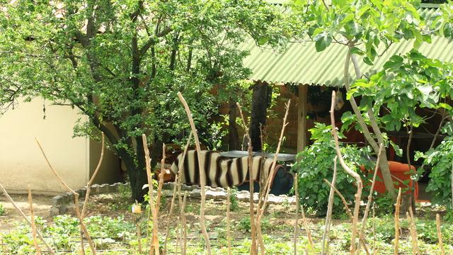 Tokat'ta bağ evindeki patlamada yeni detaylar! Yasak ilişki ihtimali üzerinde duruluyor