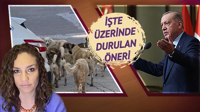 İşte sokak köpekleri için üzerinde durulan öneri! Erdoğan'ın tepkisi...