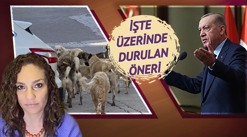 Sokak köpekleri için "bol kanlı katliam" paylaşımı sosyal medyayı yıktı! Erdoğan'ın tepkisi kulislerden sızdı: "Ne bekliyorsunuz, iş çığırından çıktı"