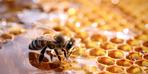 Azalan arı popülasyonu gıda güvenliğini tehdit ediyor!