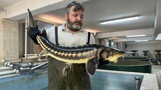 Su ürünleri istasyonunda mersin balığı üretimi yapıldı