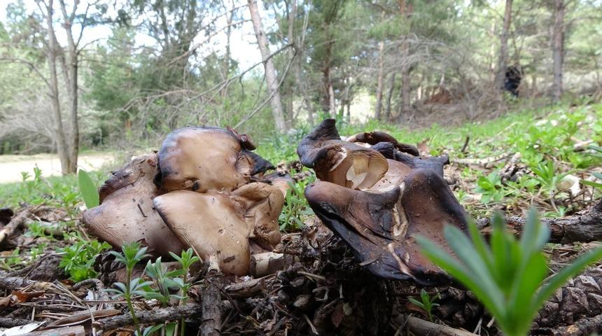 Karaciğer yetmezliğinde hatta ölüme neden oluyor! 'Acil servise başvurular arttı' İşte ilk belirtileri