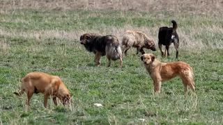 Sokak köpekleri tartışmasında yeni iddia! Kanun revize edilmek üzere Meclis'e geliyor