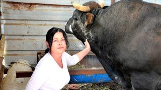 Artvin'de beğendi 1 Milyon TL'ye Muğla'ya getirdi! Yarım tondan ağır boğalarla sarmaş dolaş yaşıyor