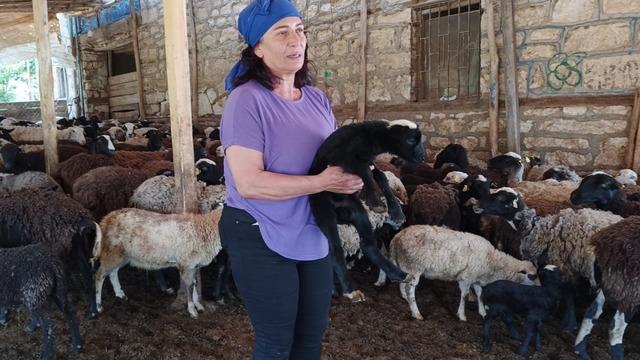 10 koyunla başladı, kendi işinin patronu oldu! Aile ekonomisine katkı sağlıyor