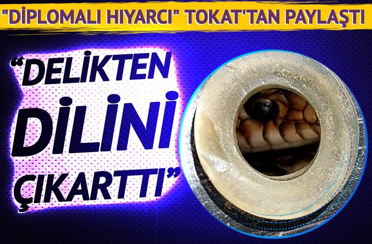 Sesin kaynağını öğrenince gözlerine inanamadı! "Diplomalı hıyarcı" Tokat'tan paylaştı: "Delikten dilini falan çıkarttı" 18811870-728xauto