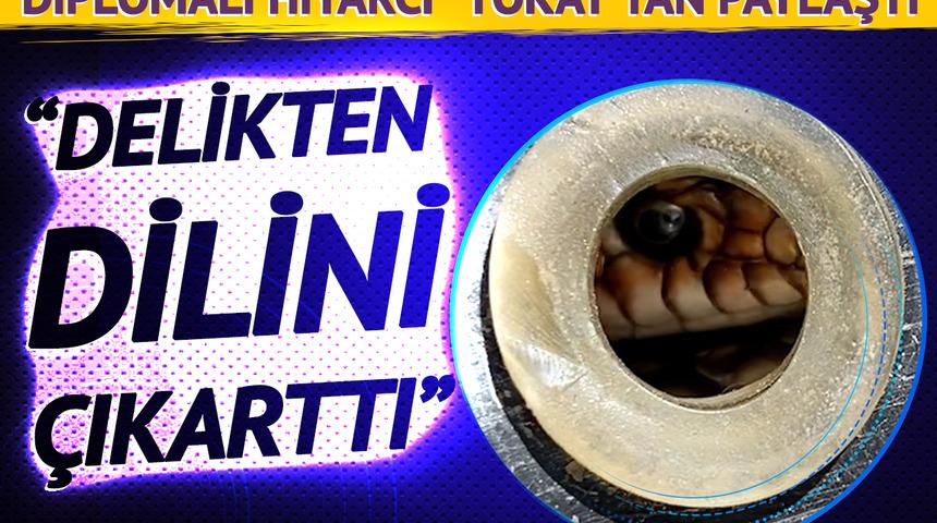 Sesin kaynağını öğrenince gözlerine inanamadı! "Diplomalı hıyarcı" Tokat'tan paylaştı: "Delikten dilini falan çıkarttı"