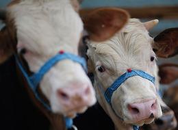 Kurban Bayramı'na az bir süre kaldı! Küçükbaş ve büyükbaş kurbanlıkların fiyatı belli oldu