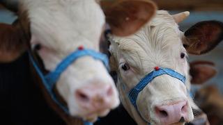 Kurban Bayramı'na az bir süre kaldı! Küçükbaş ve büyükbaş kurbanlıkların fiyatı belli oldu