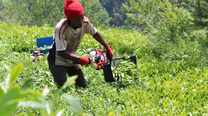  Senegalli işçiler çay hasadında! Günlük kazançları dudak uçuklattı