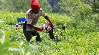  Senegalli işçiler çay hasadında! Günlük kazançları dudak uçuklattı