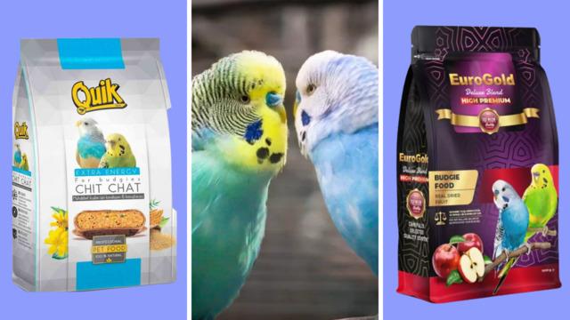 Muhabbet kuşları için en iyi ve besleyici yem seçenekleri