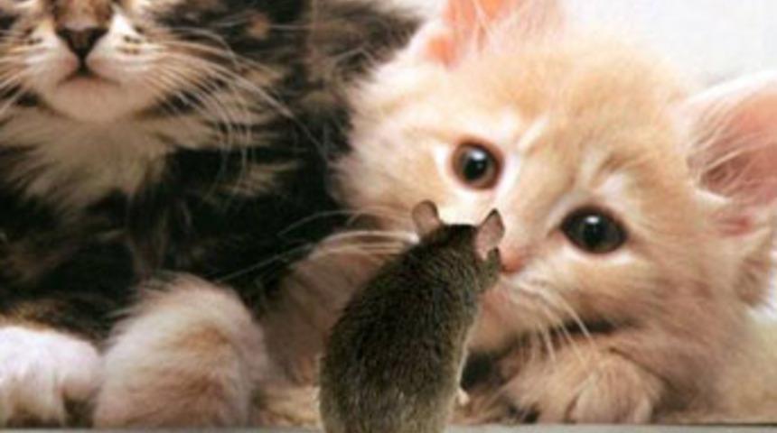 Fare getirene cep telefonu bedava