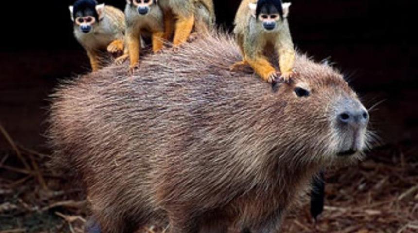 Safari Park'ta sıradışı dostluk