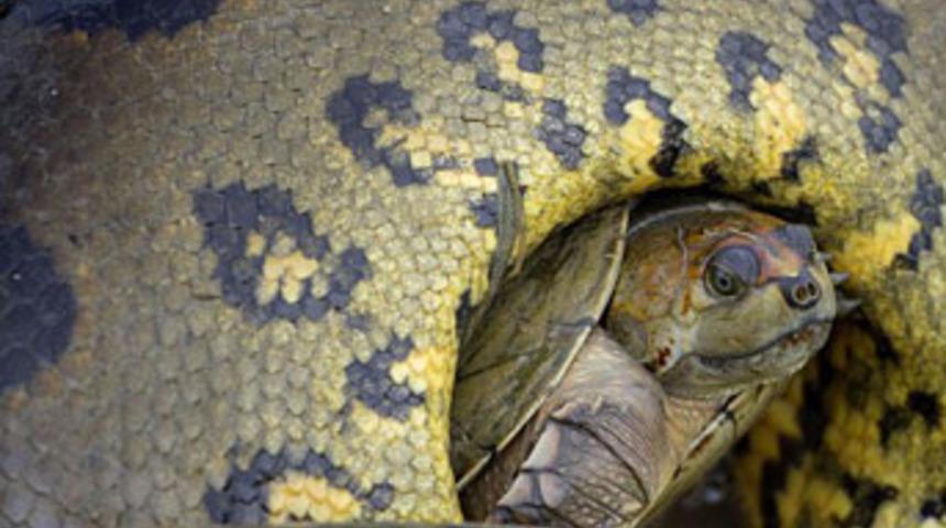 Kaplumbağanın &ouml;l&uuml;mle dansı