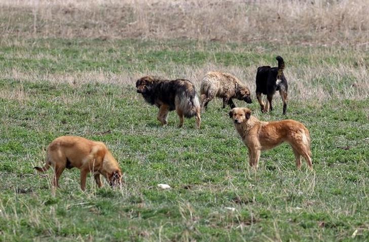 Başıboş k&ouml;pek d&uuml;zenlemesi geliyor! Mustafa Varank: Uyutma dahil t&uuml;m teklifleri sonuna kadar destekleyeceğim