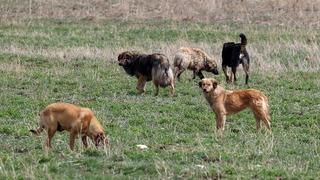Başıboş köpek düzenlemesi geliyor! Mustafa Varank: Uyutma dahil tüm teklifleri sonuna kadar destekleyeceğim