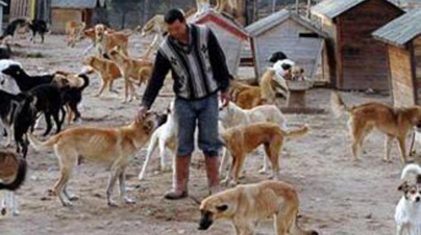 Hayvan barınağına saldırı: 4 k&ouml;pek &ouml;ld&uuml;