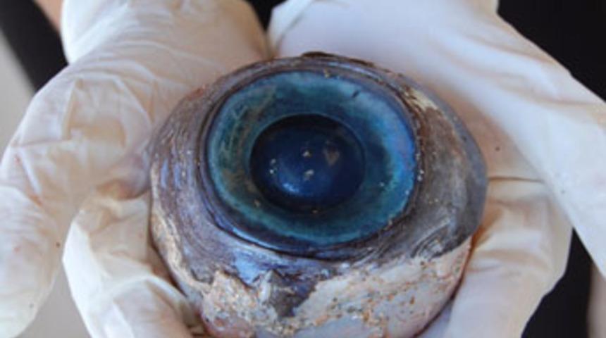 Sahilde bulunan dev gözün sırrı çözülemedi
