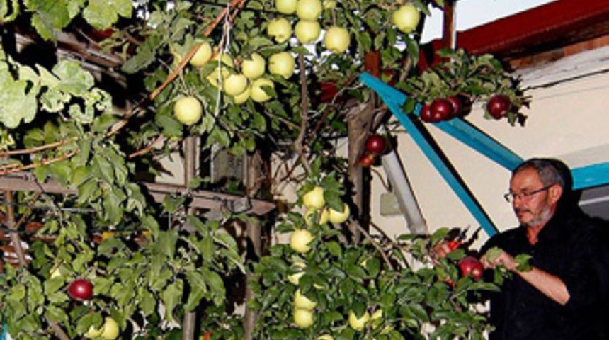 Bir dalda 5 çeşit elma yetiştirdi