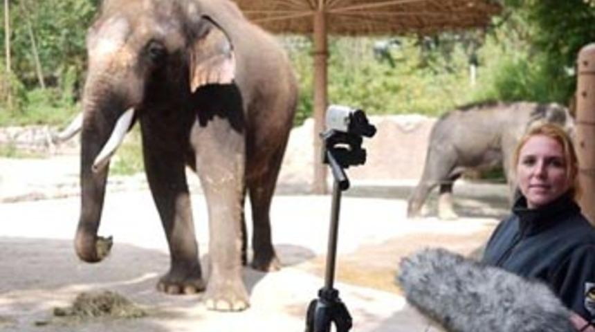 Konuşan fil şaşırtıyor