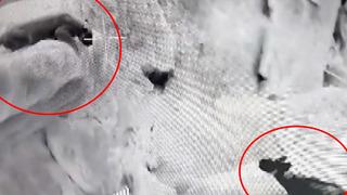 Türkiye'de böylesi ilk kez görüldü! Anadolu parsı ile karşı karşıya geldi