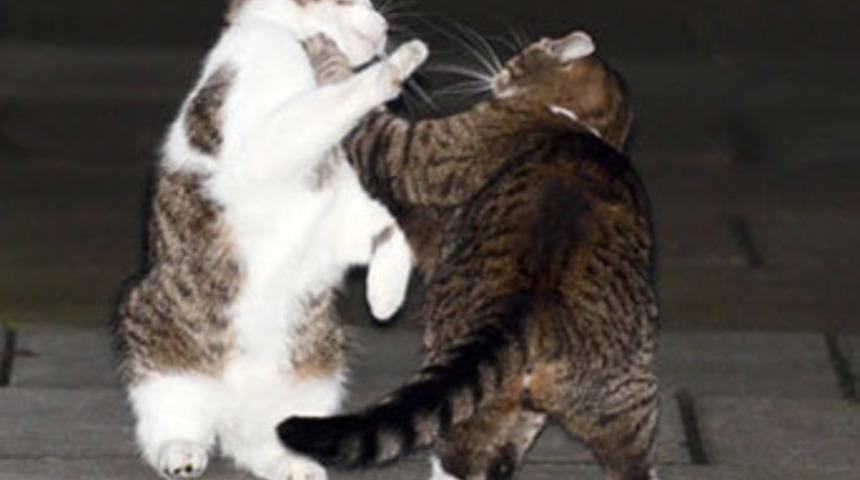 Başbakanlık konutunun önünde kapıştılar