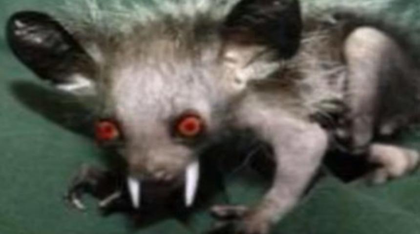 Esrarengiz yaratık yine ortaya &ccedil;ıktı