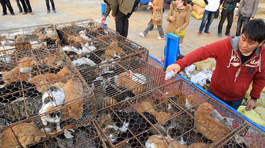 Bir kamyon dolusu kediyi yiyeceklerdi