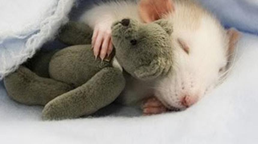 K&ouml;t&uuml; anıları uyku esnasında sildiler