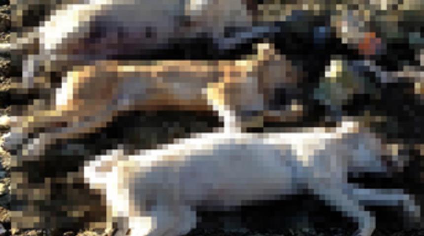 Erzurum'da köpek katliamı