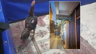 Horoz koruma derneğine operasyon! Meğer içeride dövüştürüyorlarmış... Ceza yağdı