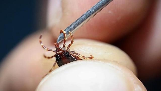 Havaların ısınmasıyla vakalar artıyor! Pik yaptığı döneme dikkat çekti 'Tüm müdahalelere rağmen...'