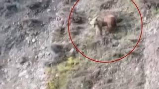 Karşılaştığı yavru ayıya böyle seslendi