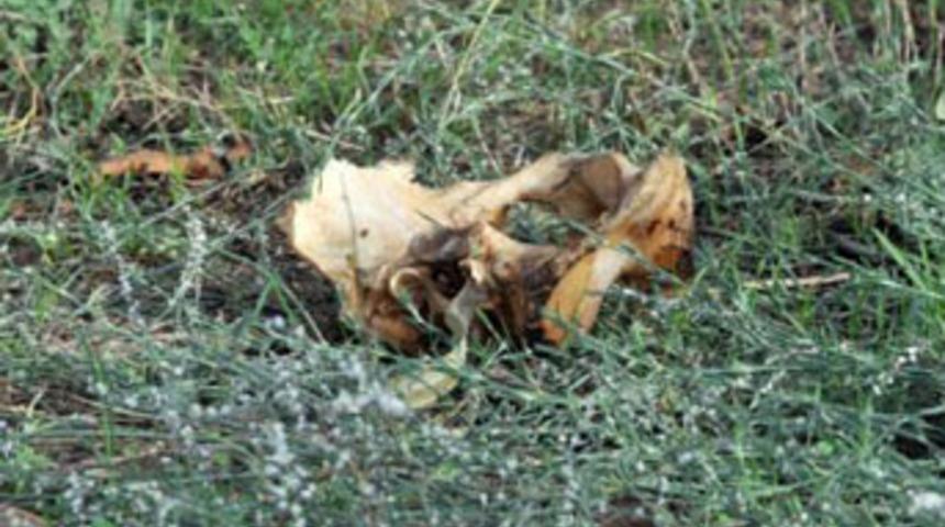 Üniversite arazisinde esrarengiz kemikler