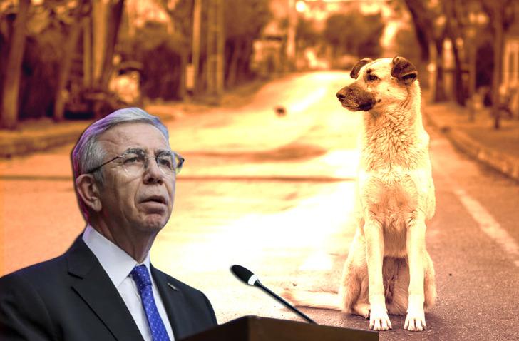 Sokak k&ouml;pekleriyle tartışmaya Mansur Yavaş da katıldı! S&ouml;zleri sosyal medyada olay oldu: Kısırlaştırmayla yetmez!