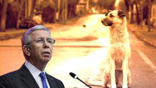 Sokak köpekleriyle tartışmaya Mansur Yavaş da katıldı! Sözleri sosyal medyada olay oldu: Kısırlaştırmayla yetmez!