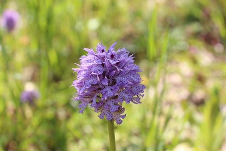  Fındığa ve çaya alternatif: Kilosu 1500 TL’den satılıyor: "Dövize, dolara yatırmam, buna yatırırım, kazançlı iş" G1