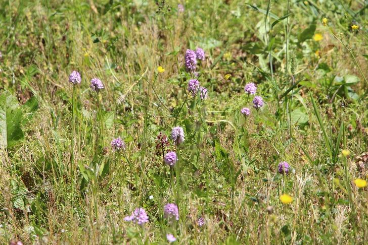  Fındığa ve çaya alternatif: Kilosu 1500 TL’den satılıyor: "Dövize, dolara yatırmam, buna yatırırım, kazançlı iş" G3