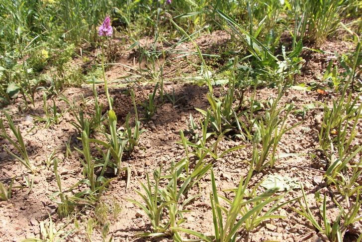  Fındığa ve çaya alternatif: Kilosu 1500 TL’den satılıyor: "Dövize, dolara yatırmam, buna yatırırım, kazançlı iş" G4