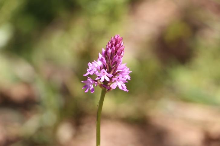  Fındığa ve çaya alternatif: Kilosu 1500 TL’den satılıyor: "Dövize, dolara yatırmam, buna yatırırım, kazançlı iş" G5