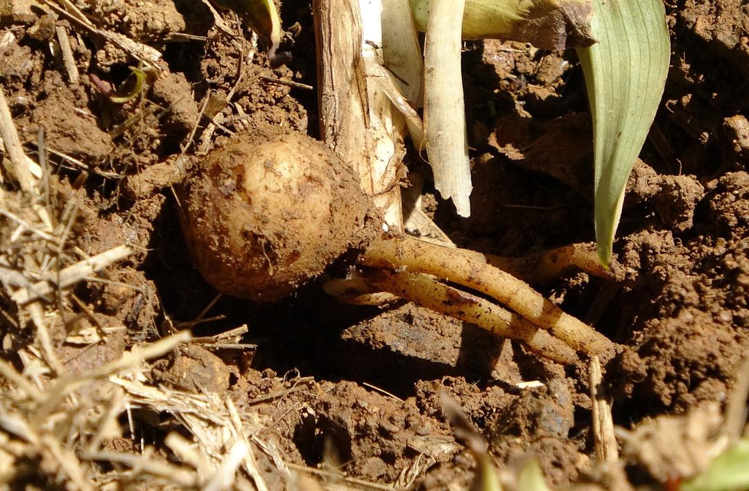  Fındığa ve &ccedil;aya alternatif: Kilosu 1500 TL&rsquo;den satılıyor: "D&ouml;vize, dolara yatırmam, buna yatırırım, kazan&ccedil;lı iş"
